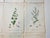 Late 19th Century 1873 Collection Sowerby Hand Colored Pink and Green Botanical Book Plates - Set of 12 For Sale - Image 5 of 7