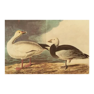 1966 Vintage Cottage XL Print "Snow Goose" After John James Audubon