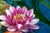 Metal Vintage Original Oil Painting of a Lotus For Sale - Image 7 of 8
