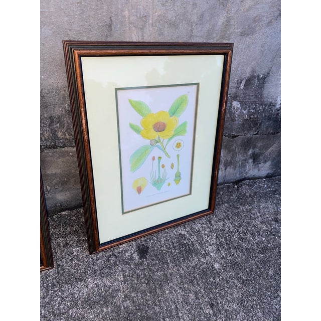 Botanical illustrations have a long and rich history, serving both scientific and artistic purposes. Early botanical art...