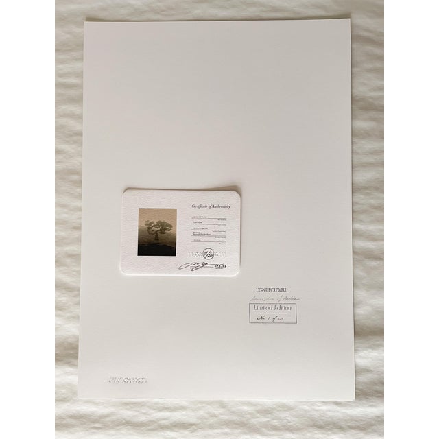 Ugne Pouwell, Laurisilva of Madeira, 2026, Black and White Nature Photography For Sale - Image 4 of 5