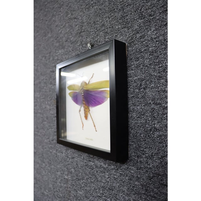 Framed Titanacris Albipes Purple-Winged Grasshopper Shadow Box For Sale - Image 4 of 8