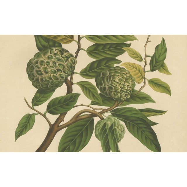 Hoola van Nooten, Sugar Apple Botanical, 1880, Chromolithograph For Sale - Image 5 of 9