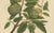 Hoola van Nooten, Sugar Apple Botanical, 1880, Chromolithograph For Sale - Image 5 of 9