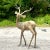 Late 20th Century Vintage Regency Brass Life Size Deer For Sale - Image 5 of 5
