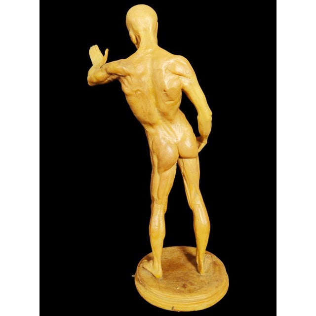 Yellow Anatomical Wax Model, 18th Century For Sale - Image 8 of 14