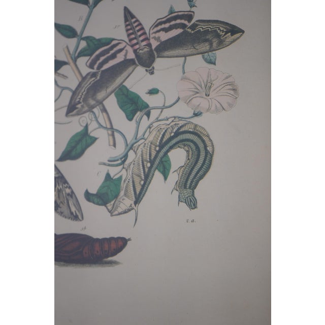 Pair Vintage Butterfly Colored Engraving Prints For Sale In Philadelphia - Image 6 of 12