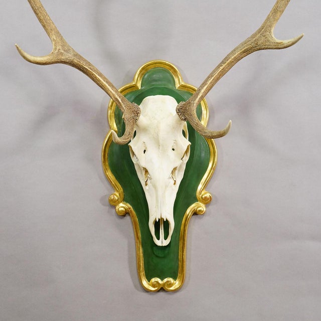 Large 8 Pointer Red Deer Trophy on Wooden Plaque For Sale - Image 4 of 5