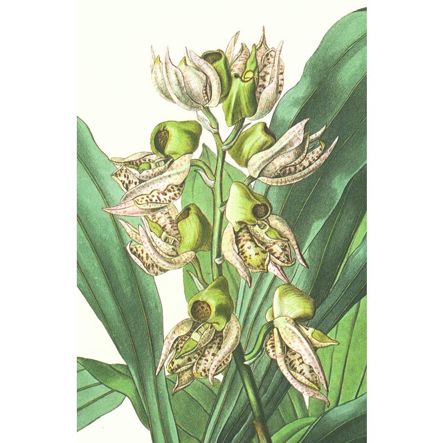 Limited edition reproduction print of one of the most famous botanical works ever produced, "The Orchidaceae of Mexico and...