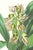 Limited edition reproduction print of one of the most famous botanical works ever produced, "The Orchidaceae of Mexico and...