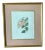 1988 “Tushia” Botanical Etching by Shirley Hiner, Framed For Sale