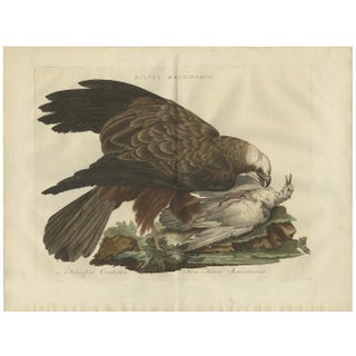 Sepp & Nozeman, Western Marsh Harrier, 1770, Paper For Sale