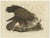 Sepp & Nozeman, Western Marsh Harrier, 1770, Paper For Sale