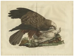 Sepp & Nozeman, Western Marsh Harrier, 1770, Paper