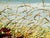 Maya Eventov Blanket of Beauty Oil Flower Canvas With Beautiful Custom Frame Me012209-17 For Sale - Image 11 of 13