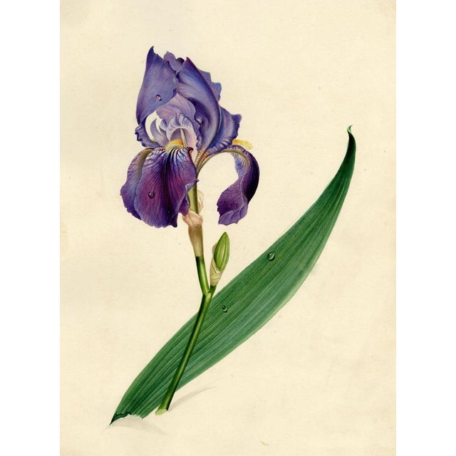 An original mid-19th-century watercolour painting, Circle of James Holland, Purple Iris Flower.An exquisite painting of a...