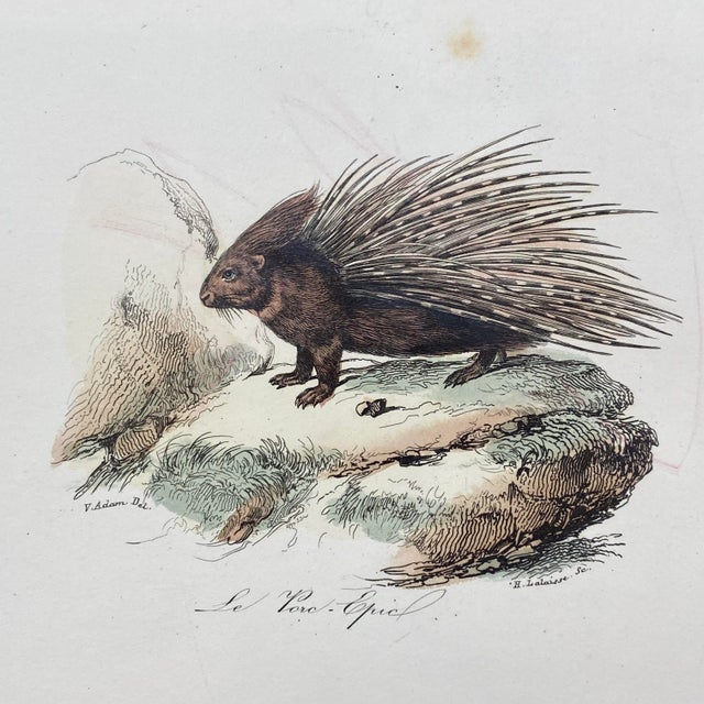 French French Antique 18th Century "Le Porc Epic" Porcipine Animal Engraving Hand Colored Signed Artwork For Sale - Image 3 of 12