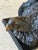 Large Sculptural Tropical Parrot Figure | Patinated Bronze-Tone Bird Sculpture For Sale - Image 10 of 12