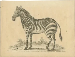 After George Edwards, Illustration of a Male Zebra, 1758, Print