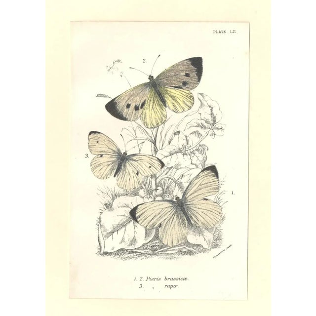 1896-97 Set of 2 Antique Butterfly Botanical Chromolithographs For Sale - Image 4 of 5
