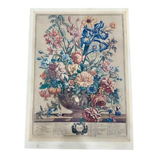English Botanical Print For Sale