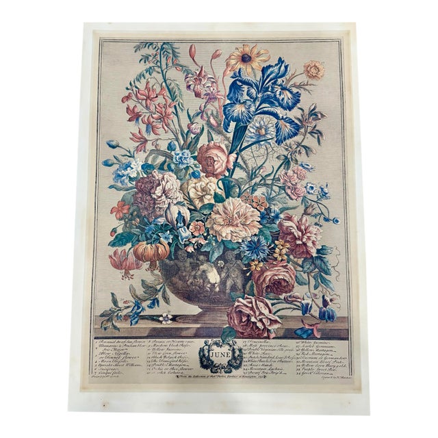 English Botanical Print For Sale