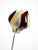 Symanka-Sy 1 Floor Lamp by Günter Ssymmank, Germany, 1959 For Sale - Image 17 of 18