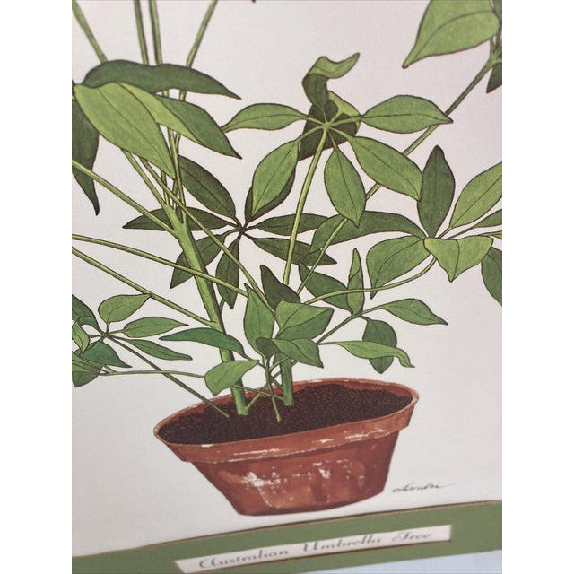 VTG Schefflera Umbrella Tree Art Print by Sandra - 18" Matted Litho For Sale In Buffalo - Image 6 of 9