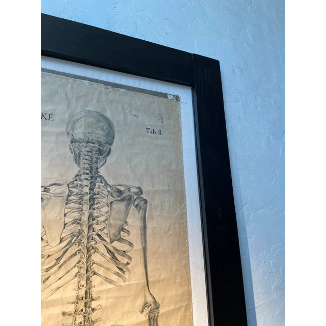 1920s 1920’s Dr. Josef Rejsek Original Large Skeletal Study Chart, Prague For Sale - Image 5 of 12
