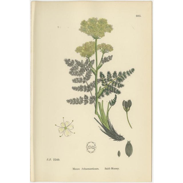 Paper After Sowerby, English Botanical Plates of British Wildflowers & Herbs, Prints, Set of 6 For Sale - Image 7 of 9