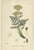 Paper After Sowerby, English Botanical Plates of British Wildflowers & Herbs, Prints, Set of 6 For Sale - Image 7 of 9