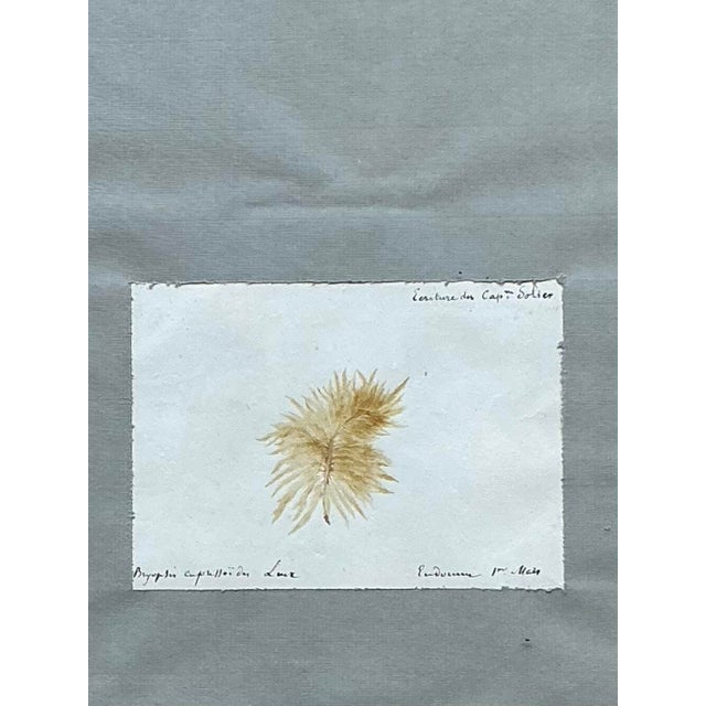 Wood Vintage Pressed Specimen Plant Clippings - Set of 6 For Sale - Image 7 of 12