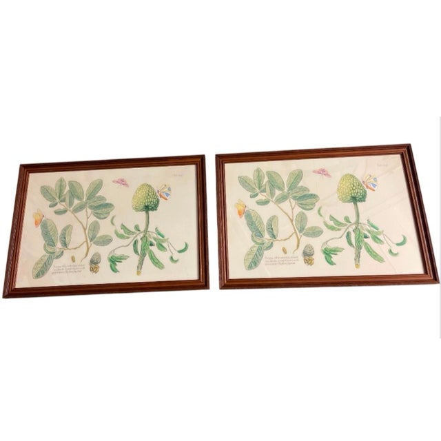 Add timeless natural beauty and classic scientific elegance to your living space with this matching pair of vintage framed...