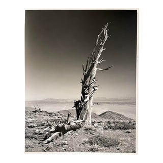 Vintage Americana Black and White Photograph of California Tree Landscape For Sale