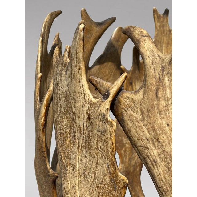 Antique Antler Coat Stand by J. Parker of Woodstock, 1850 For Sale - Image 10 of 12