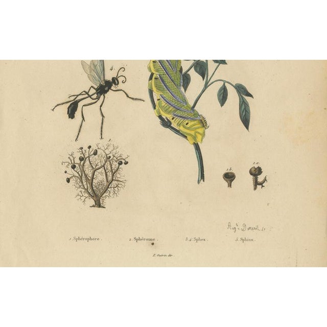 Duméril and Guérin, Sphinx Moth, 1835, Engraving, Set of 2 For Sale - Image 5 of 10
