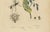 Duméril and Guérin, Sphinx Moth, 1835, Engraving, Set of 2 For Sale - Image 5 of 10