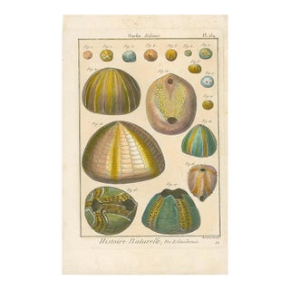 Antique French Histoire Naturelle Engraving – Sea Urchins,1770-90's Modern Color For Sale