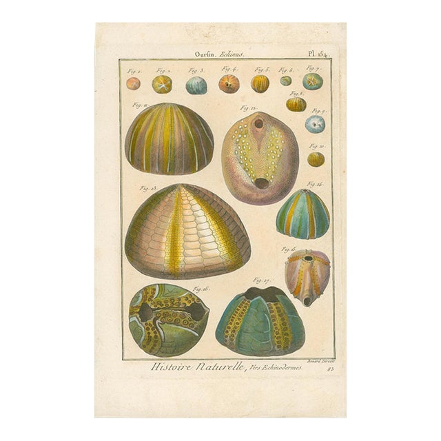 Antique French Histoire Naturelle Engraving – Sea Urchins,1770-90's Modern Color For Sale