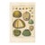 Antique French Histoire Naturelle Engraving – Sea Urchins,1770-90's Modern Color For Sale