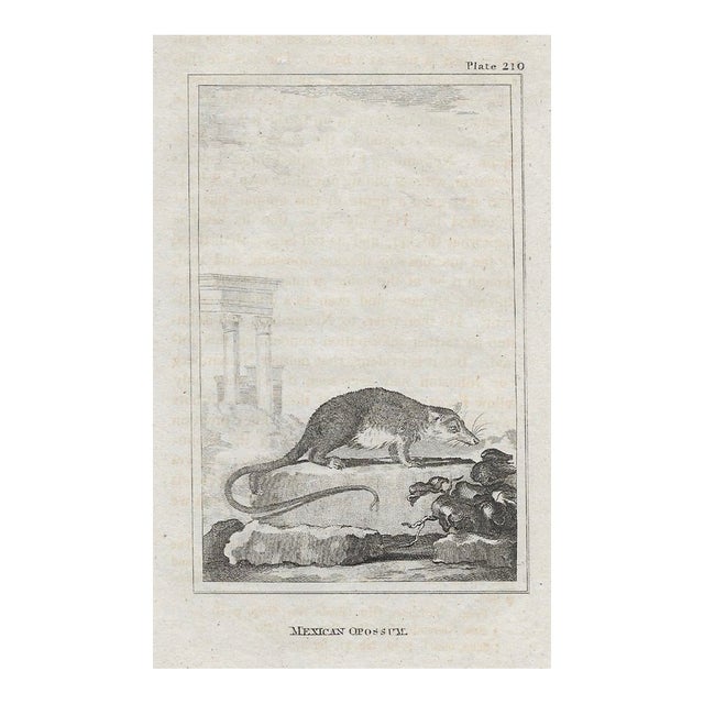 Antique Opossum Engraving For Sale