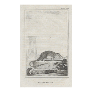 Antique Opossum Engraving