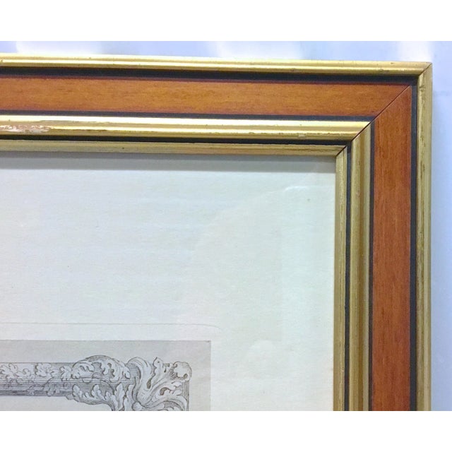 Wood Vintage Apple & Pear Species Engraving For Sale - Image 7 of 7