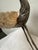 Gabriella Binazzi Bird With Shell Sculpture, Circa 1970's For Sale - Image 9 of 12