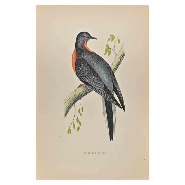 Alexander Francis Lydon, Passenger Pigeon, Woodcut Print, 1870 For Sale