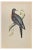 Alexander Francis Lydon, Passenger Pigeon, Woodcut Print, 1870 For Sale