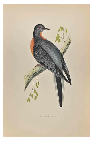 Alexander Francis Lydon, Passenger Pigeon, Woodcut Print, 1870