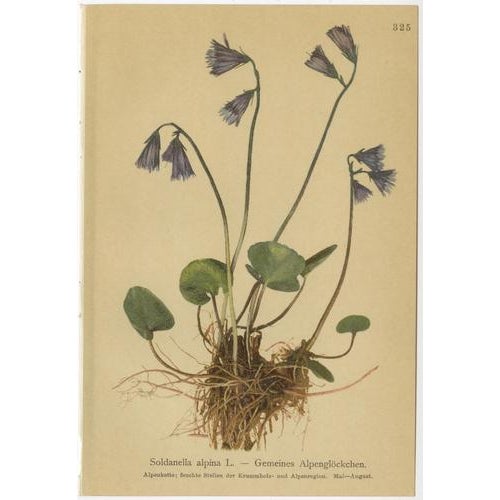 Gold Alpine Flower Prints, 1897, Set of 8 For Sale - Image 8 of 11