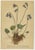 Gold Alpine Flower Prints, 1897, Set of 8 For Sale - Image 8 of 11