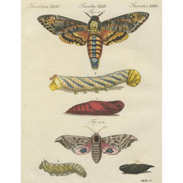 Paper Bertuch, Hawk Moth Life Cycle, 1810, Engravings, Set of 2 For Sale - Image 7 of 14